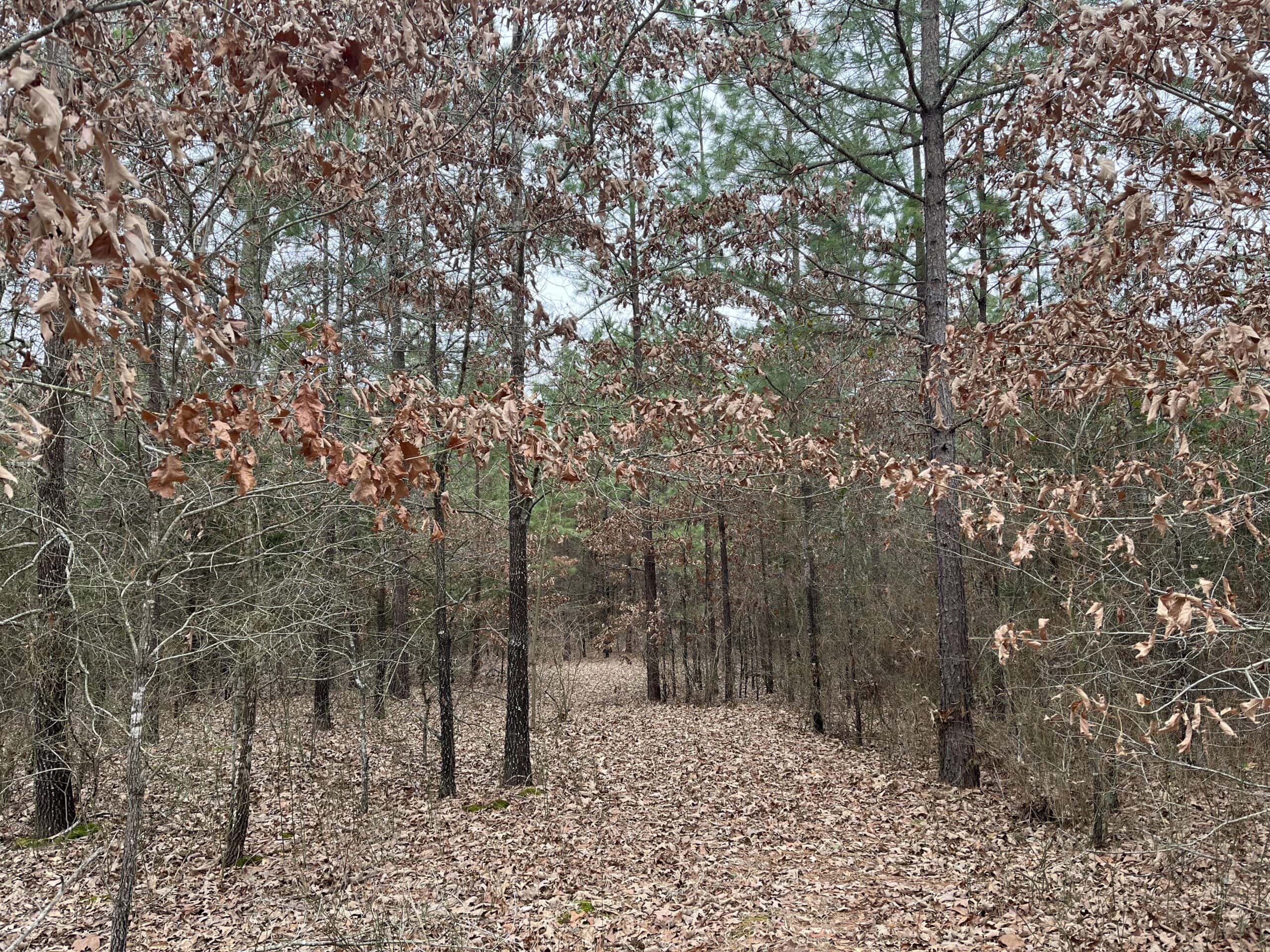20-Acre Hunter’s Paradise in Southeastern Oklahoma-Prime location & Utilities Ready