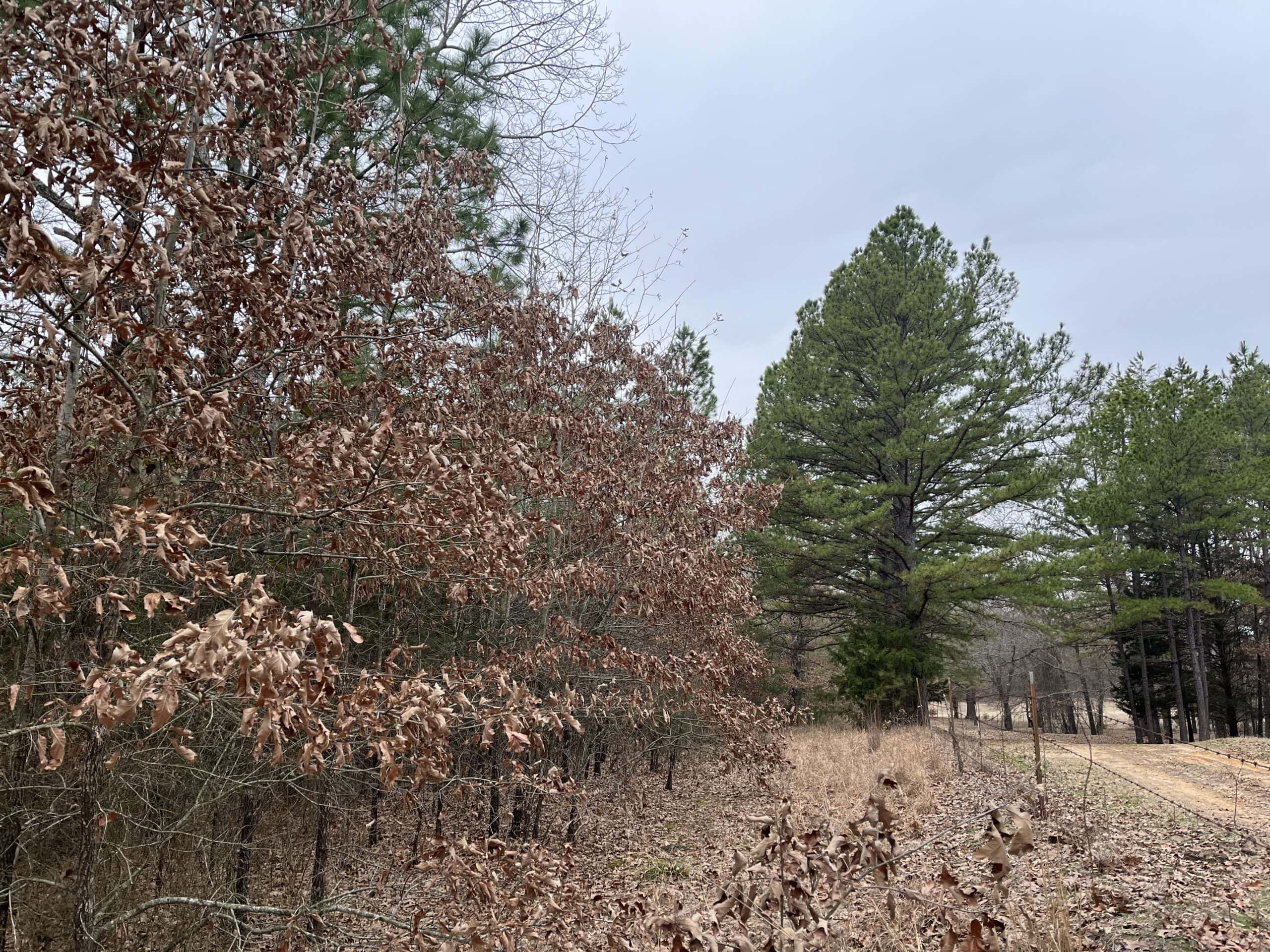 20-Acre Hunter’s Paradise in Southeastern Oklahoma-Prime location & Utilities Ready
