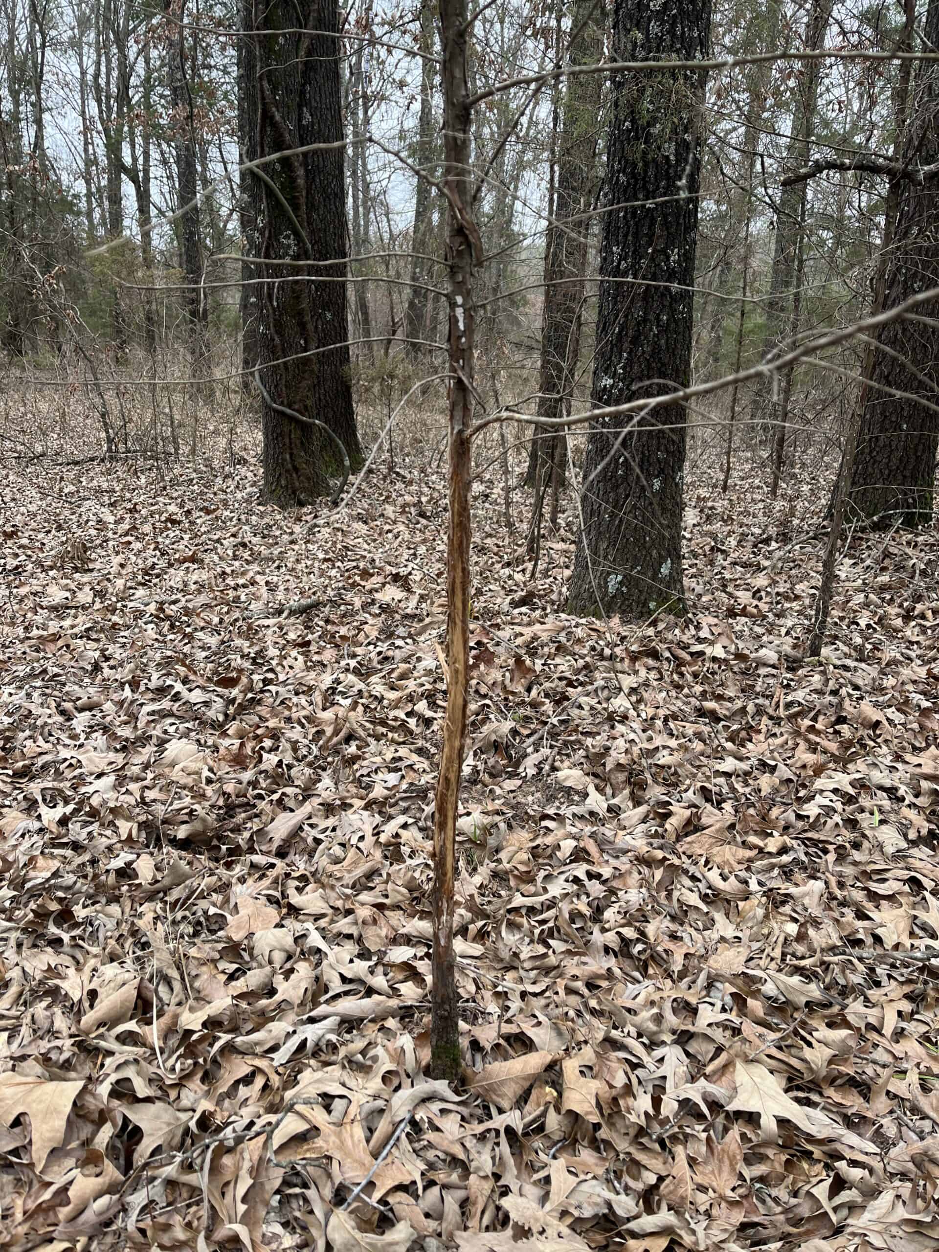 20-Acre Hunter’s Paradise in Southeastern Oklahoma-Prime location & Utilities Ready