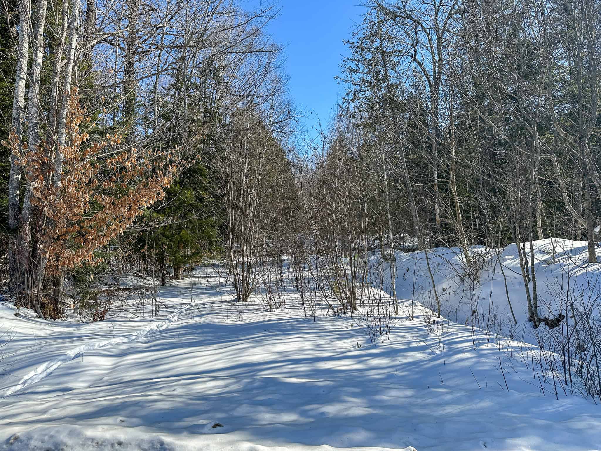 58 Acre Buildable Lot in Burlington, Maine