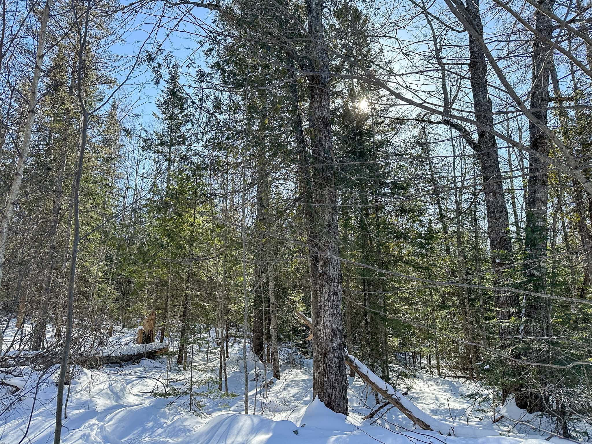 58 Acre Buildable Lot in Burlington, Maine