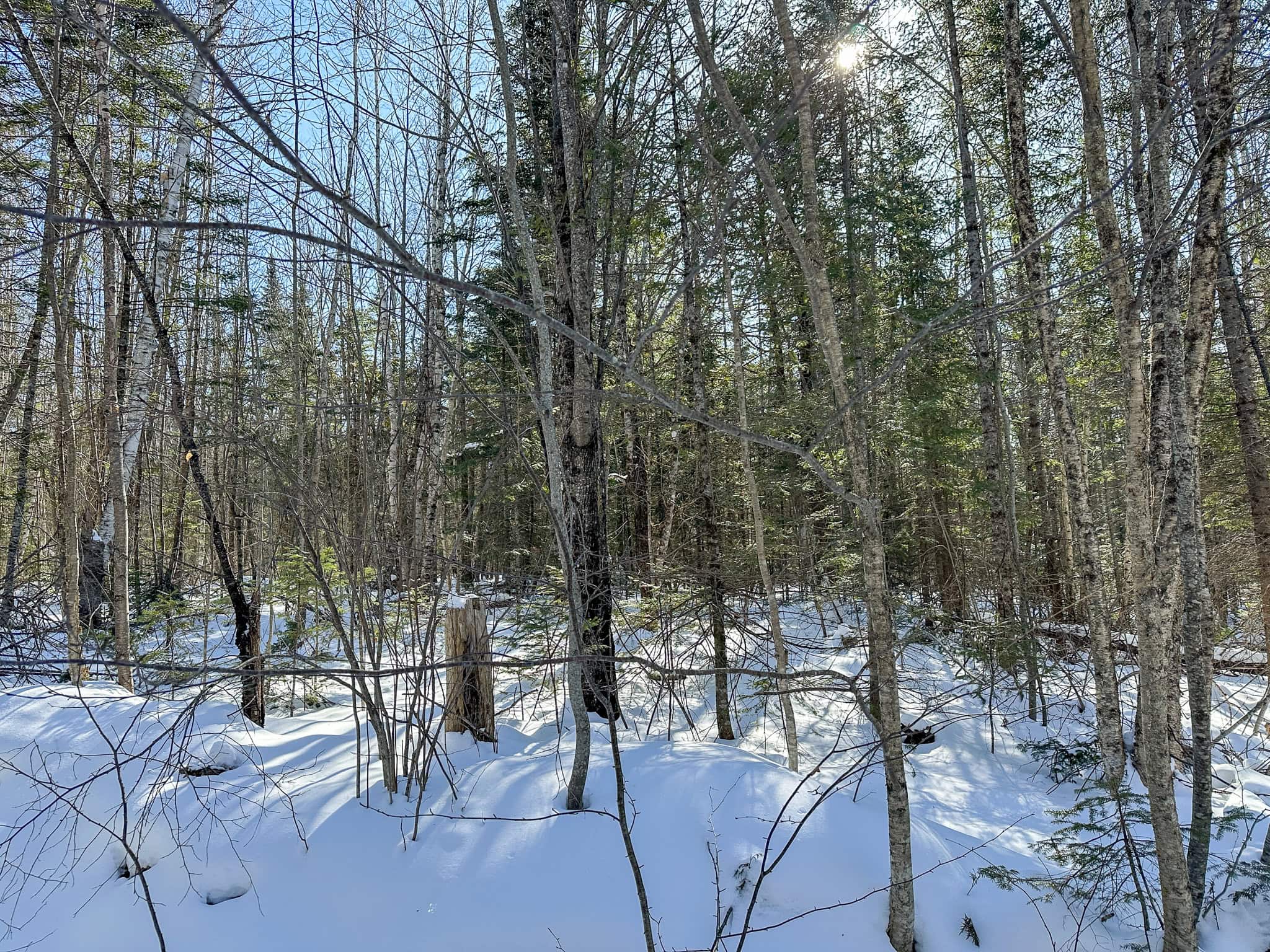 58 Acre Buildable Lot in Burlington, Maine