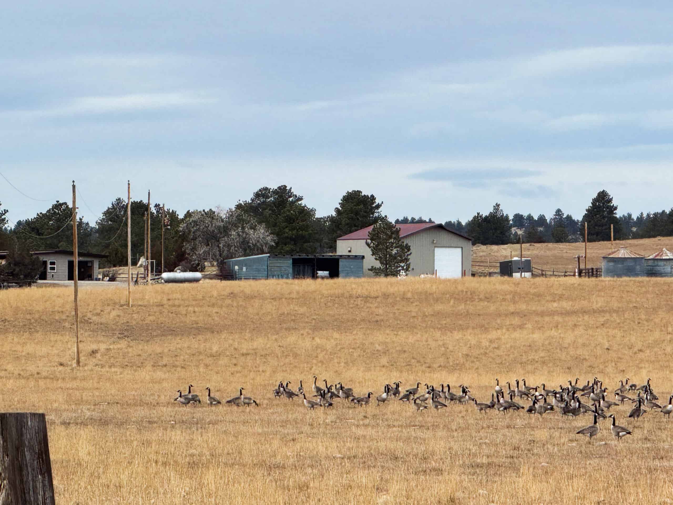 Hunter’s Paradise: Country Home on 160+ Acres in Custer, Montana