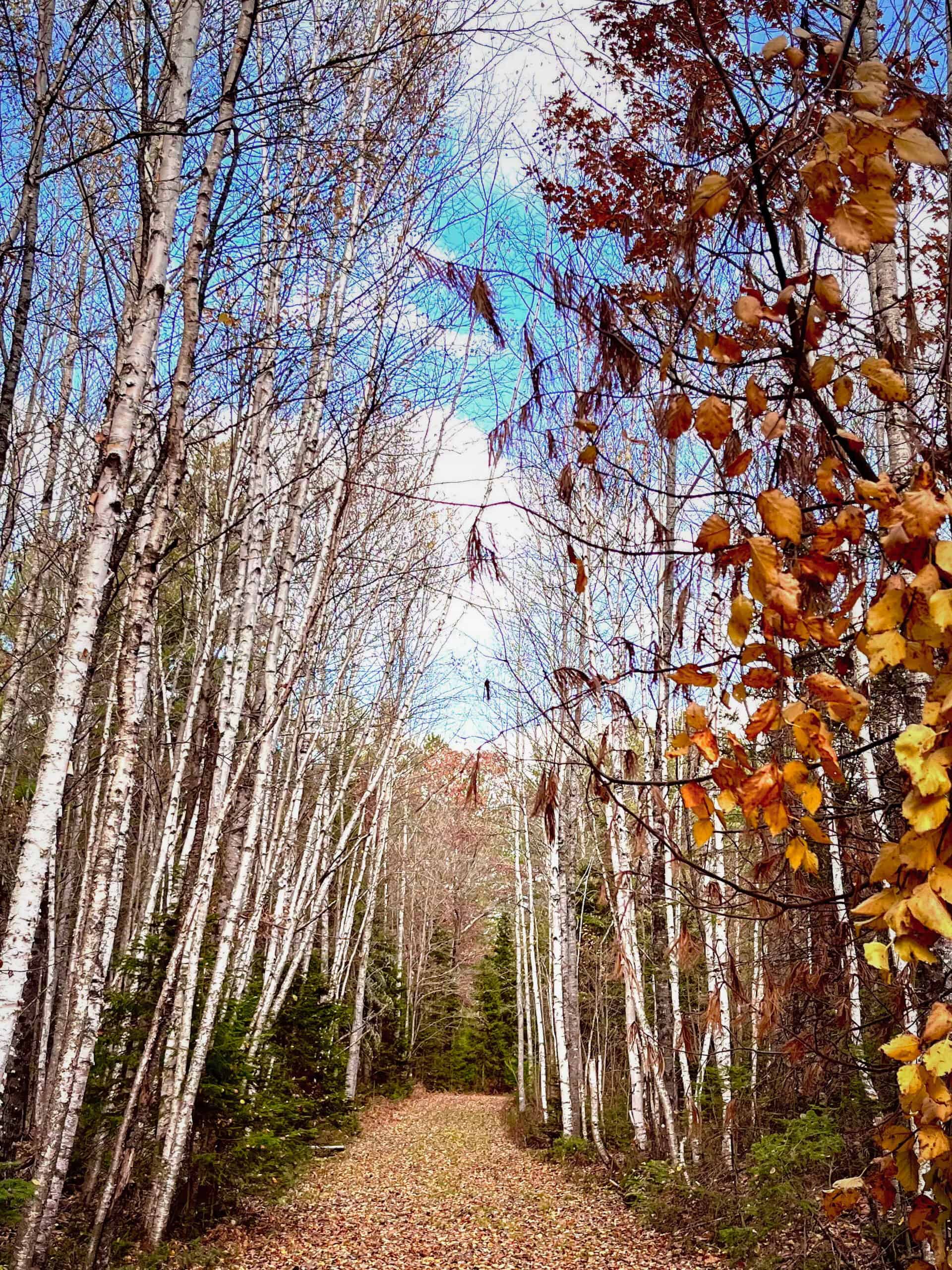 Rare Opportunity to Own 160+/- Acres Featuring a 20+/- Acre Lake