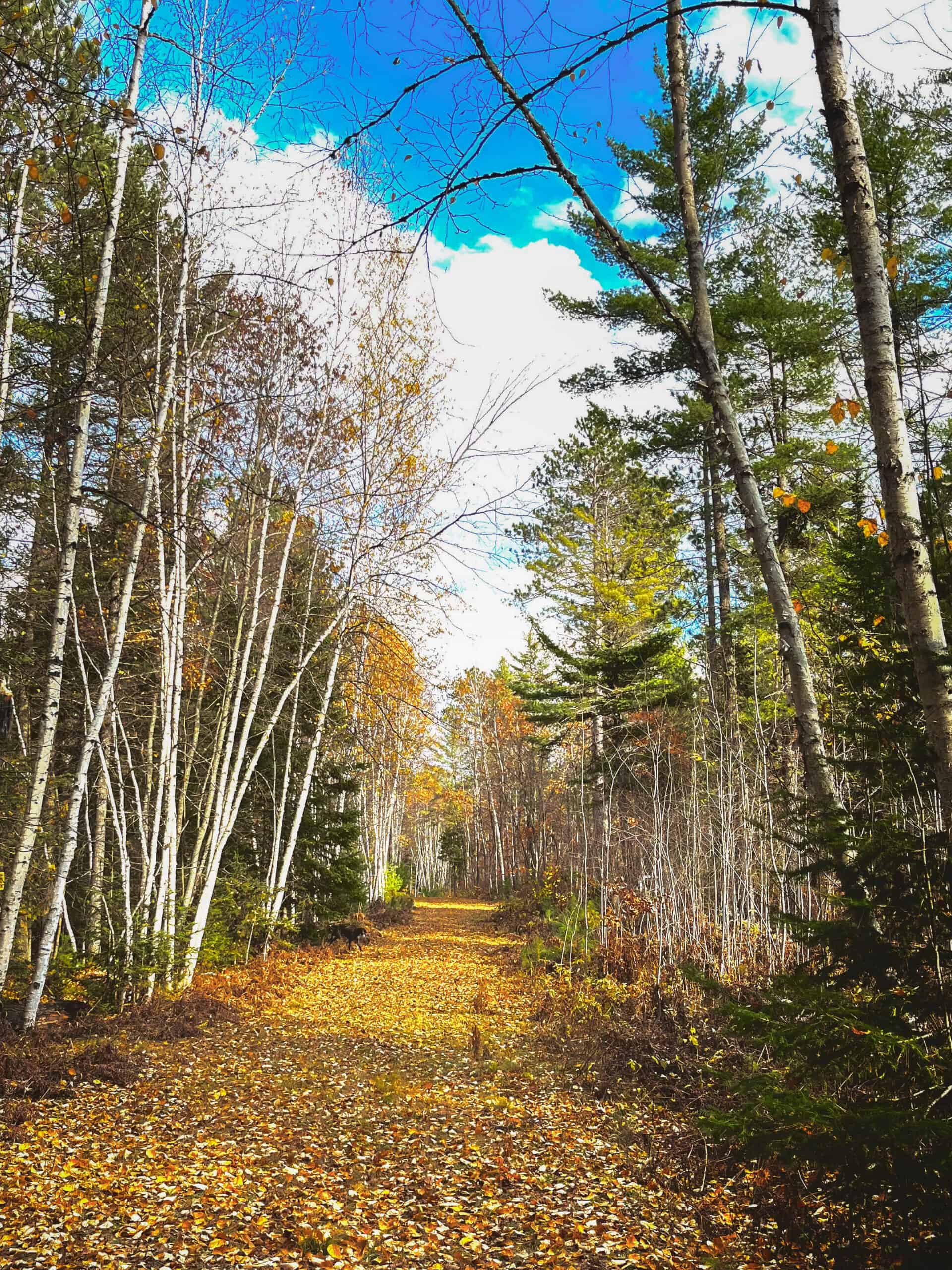 Rare Opportunity to Own 160+/- Acres Featuring a 20+/- Acre Lake