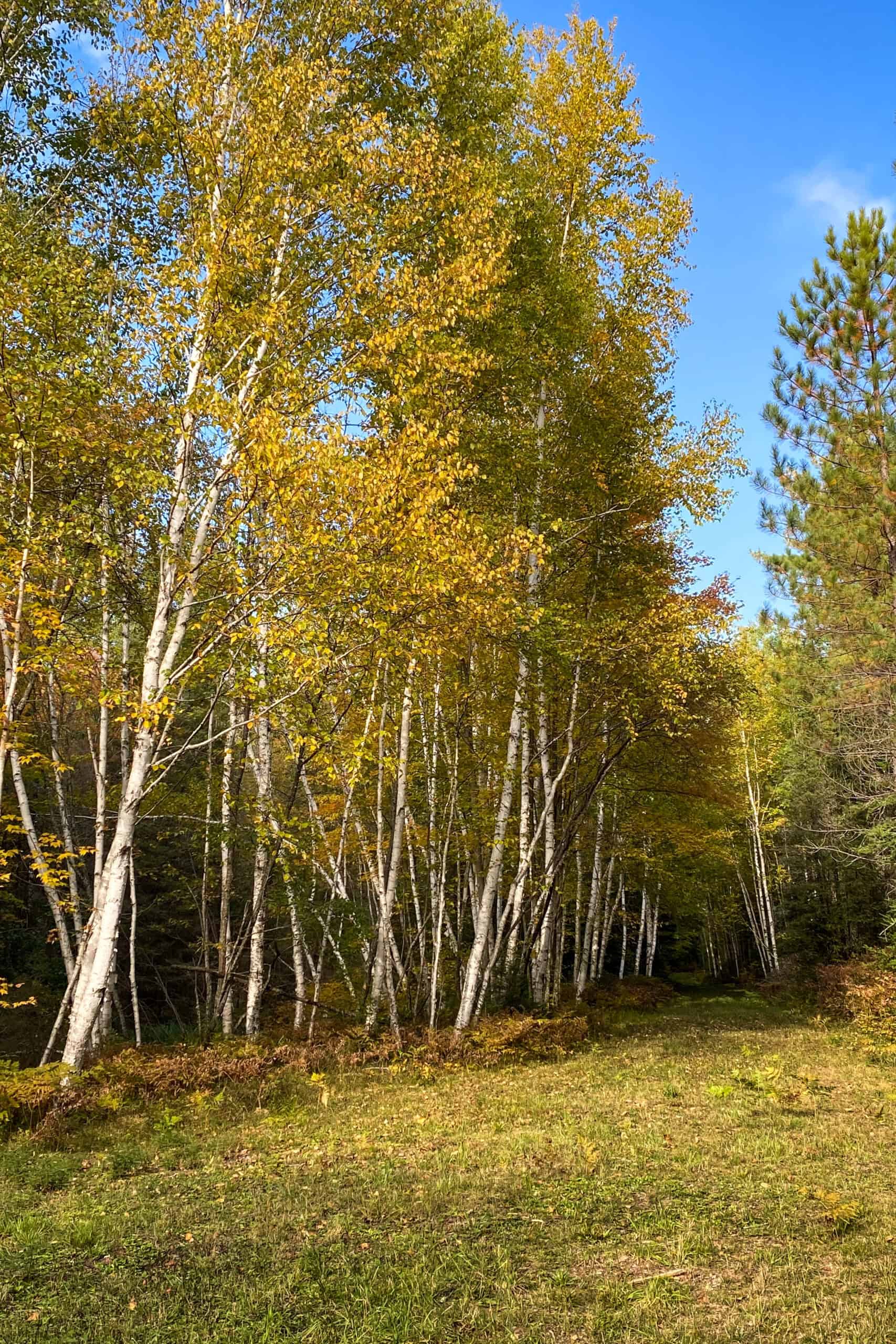 Rare Opportunity to Own 160+/- Acres Featuring a 20+/- Acre Lake