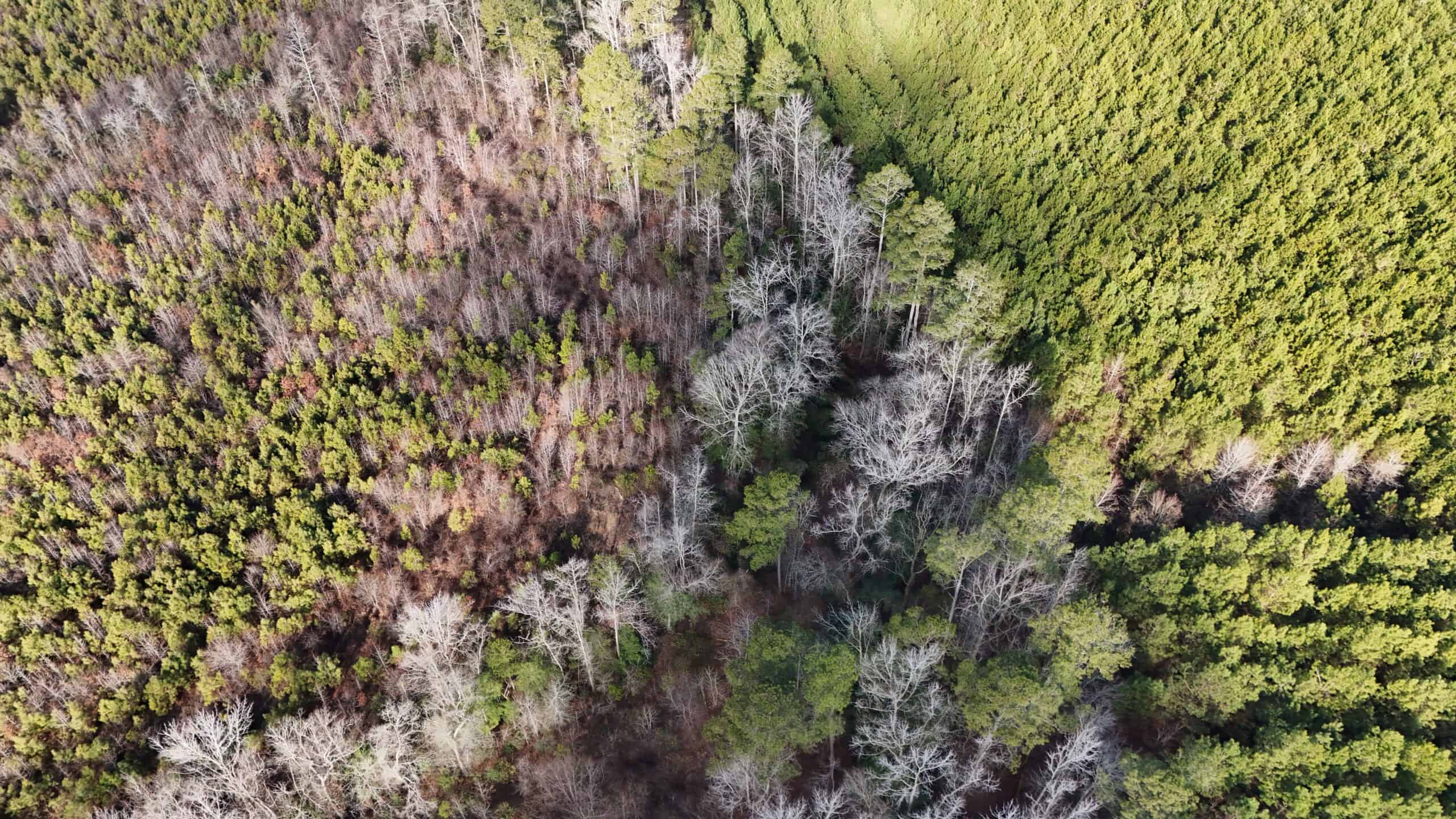 62-Acre Hunting & Investment Property – A Sportsman’s Dream!