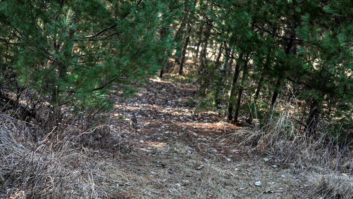 Premier Hunting and Recreational Property in Monroe County