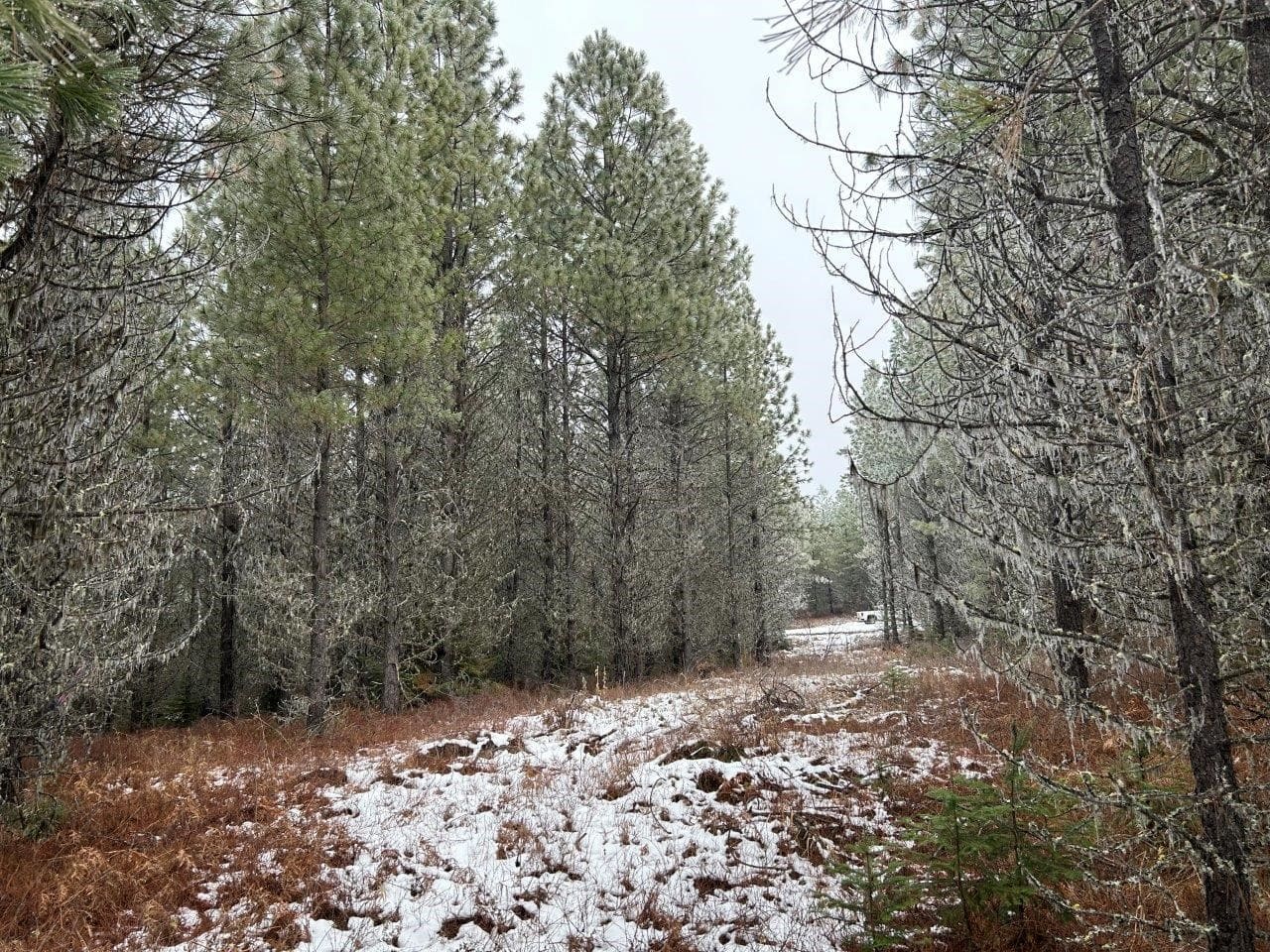 Land for Sale near Orofino in Clearwater County, Idaho