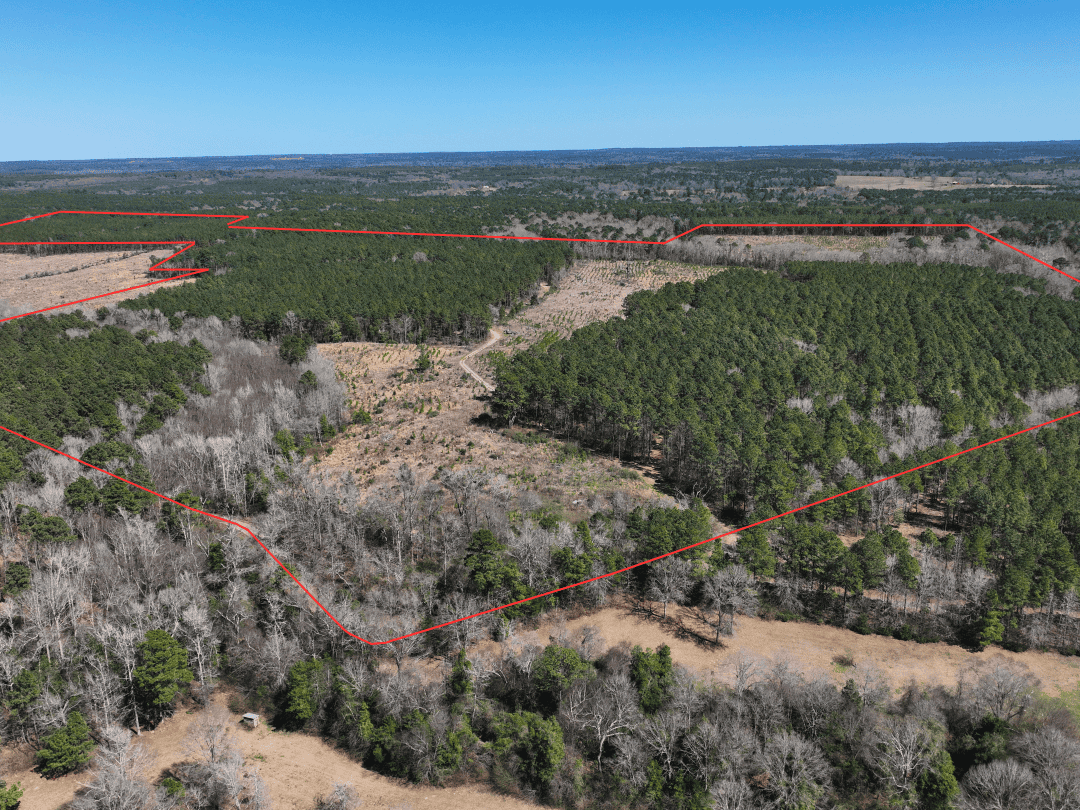 East Texas Timberland Investment & Hunting Tract