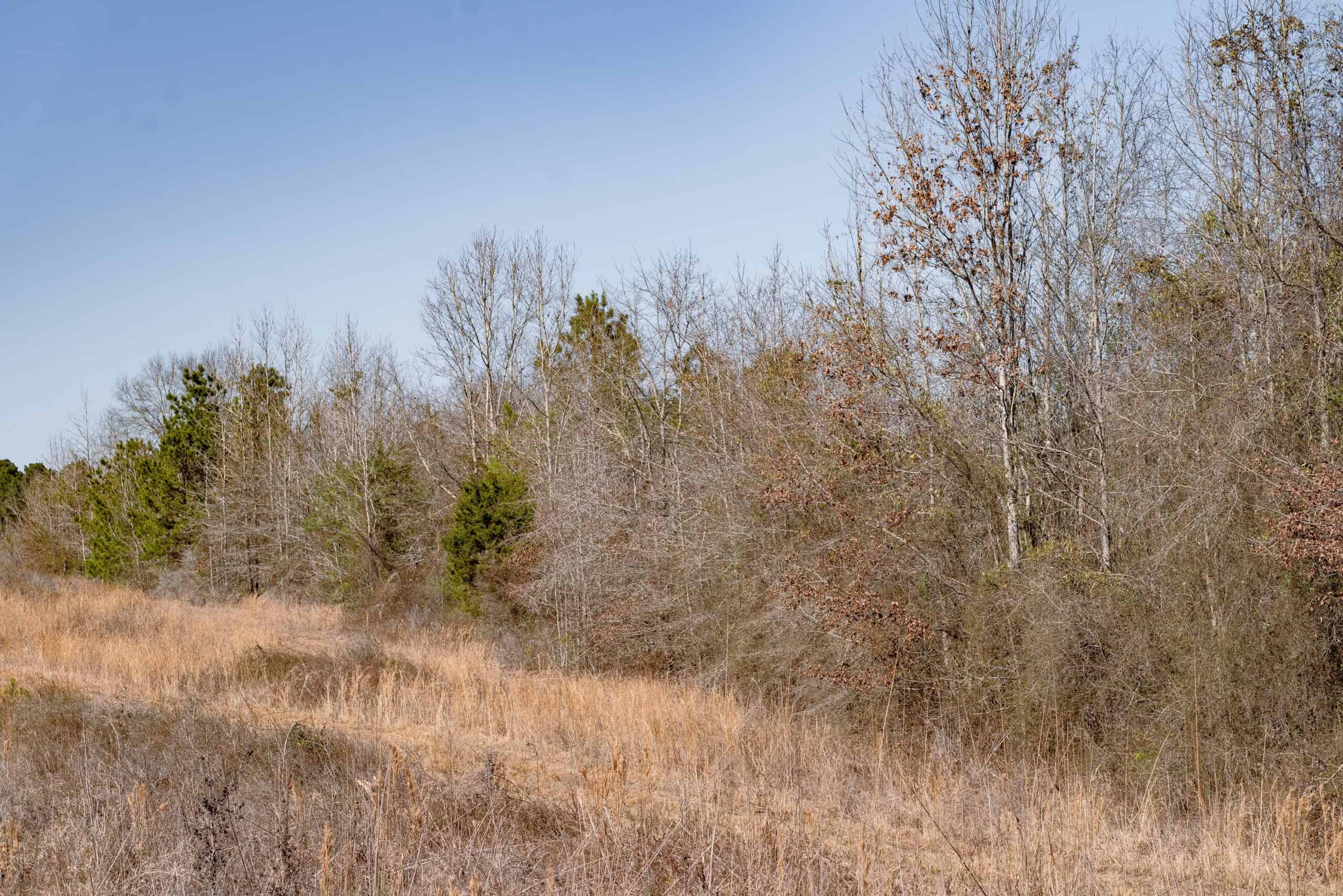 Woodville 45 – SW Lincoln Parish Timber Tract