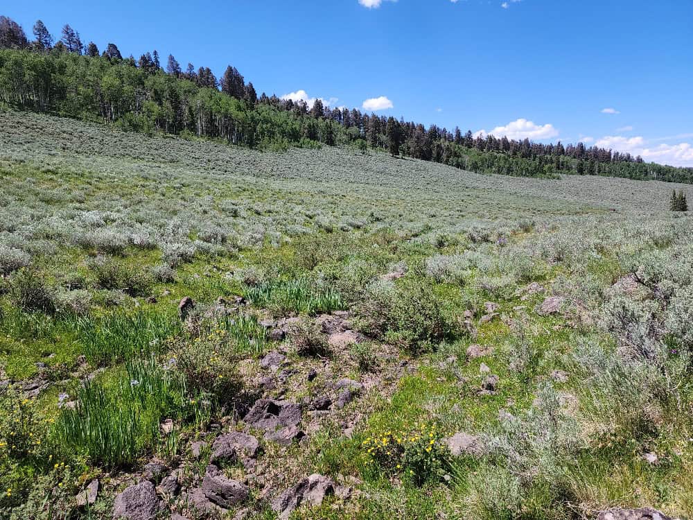 40 Acres in Powderhorn, CO