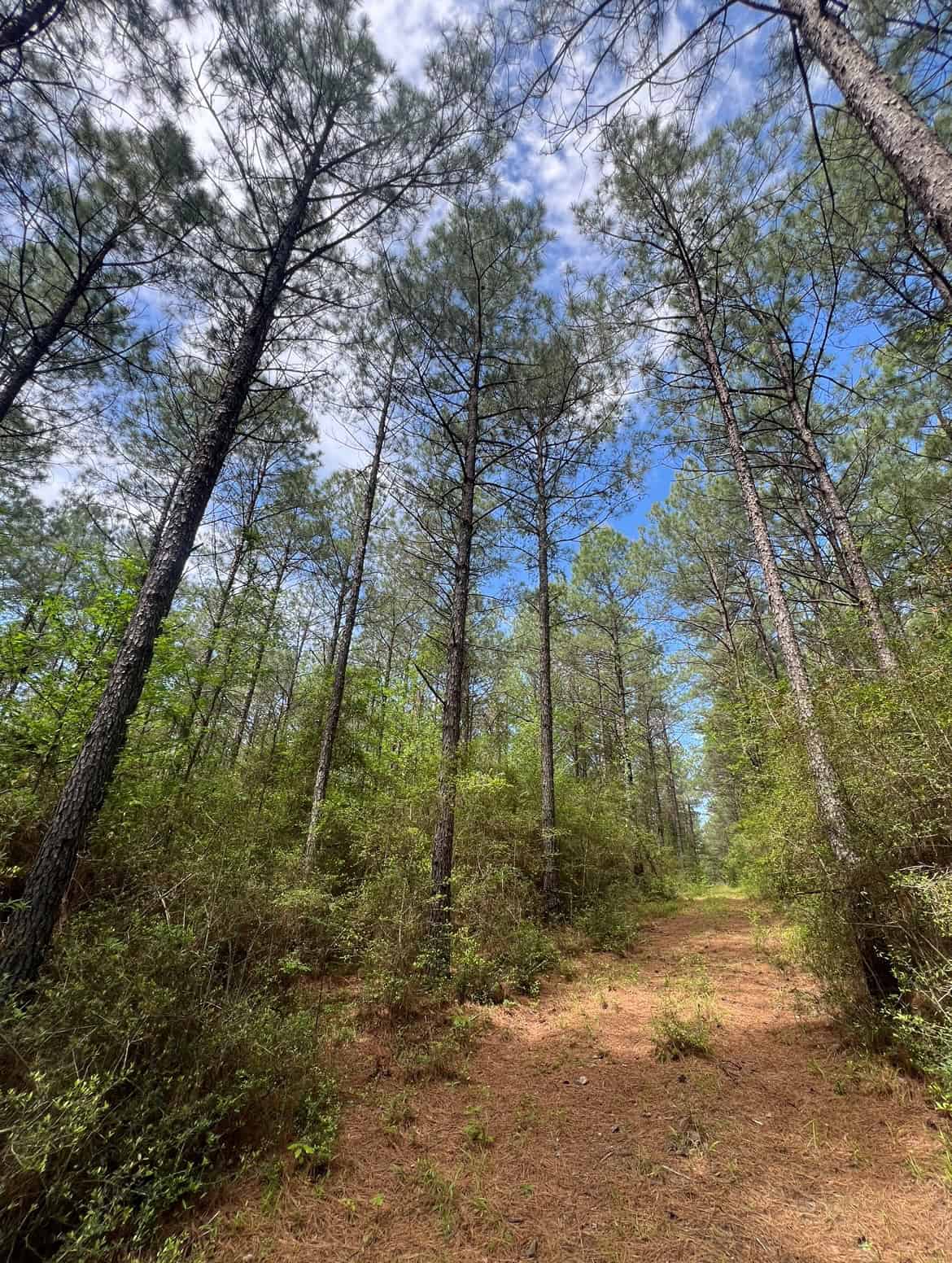 60 Acre Jackson Parish Timberland & Hunting Property