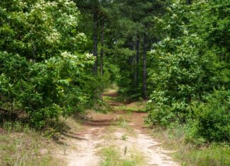 Premier East Texas Hunting & Timberland for Sale – 699 Acres in Ben Wheeler, TX