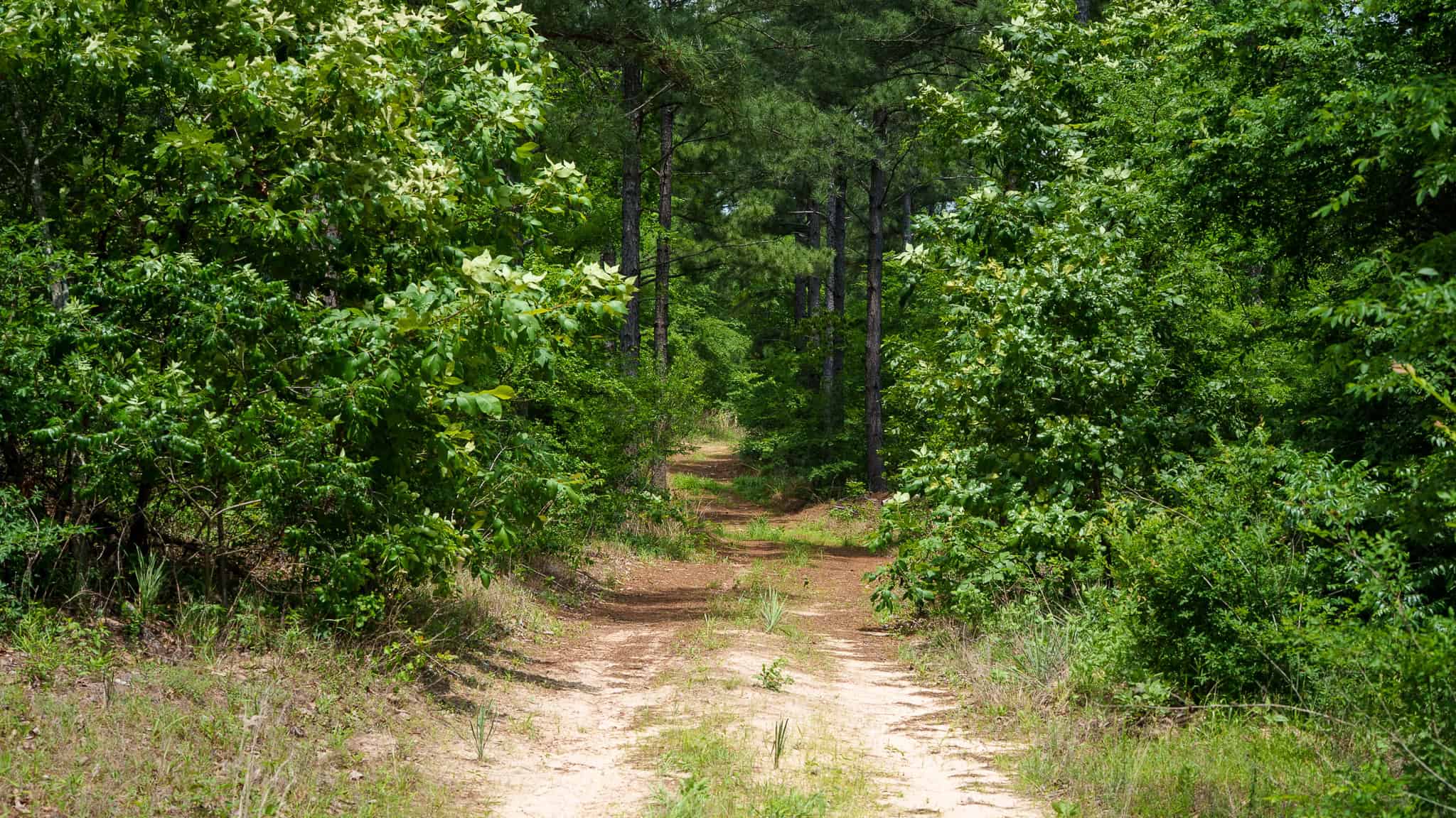 Premier East Texas Hunting & Timberland for Sale – 699 Acres in Ben Wheeler, TX
