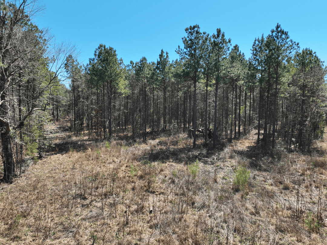 Secluded Timber Homestead in Linden, Texas