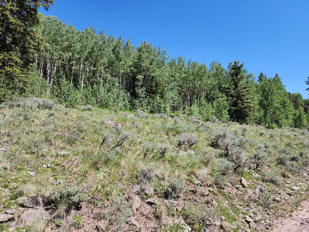 40 Acres in Powderhorn, CO