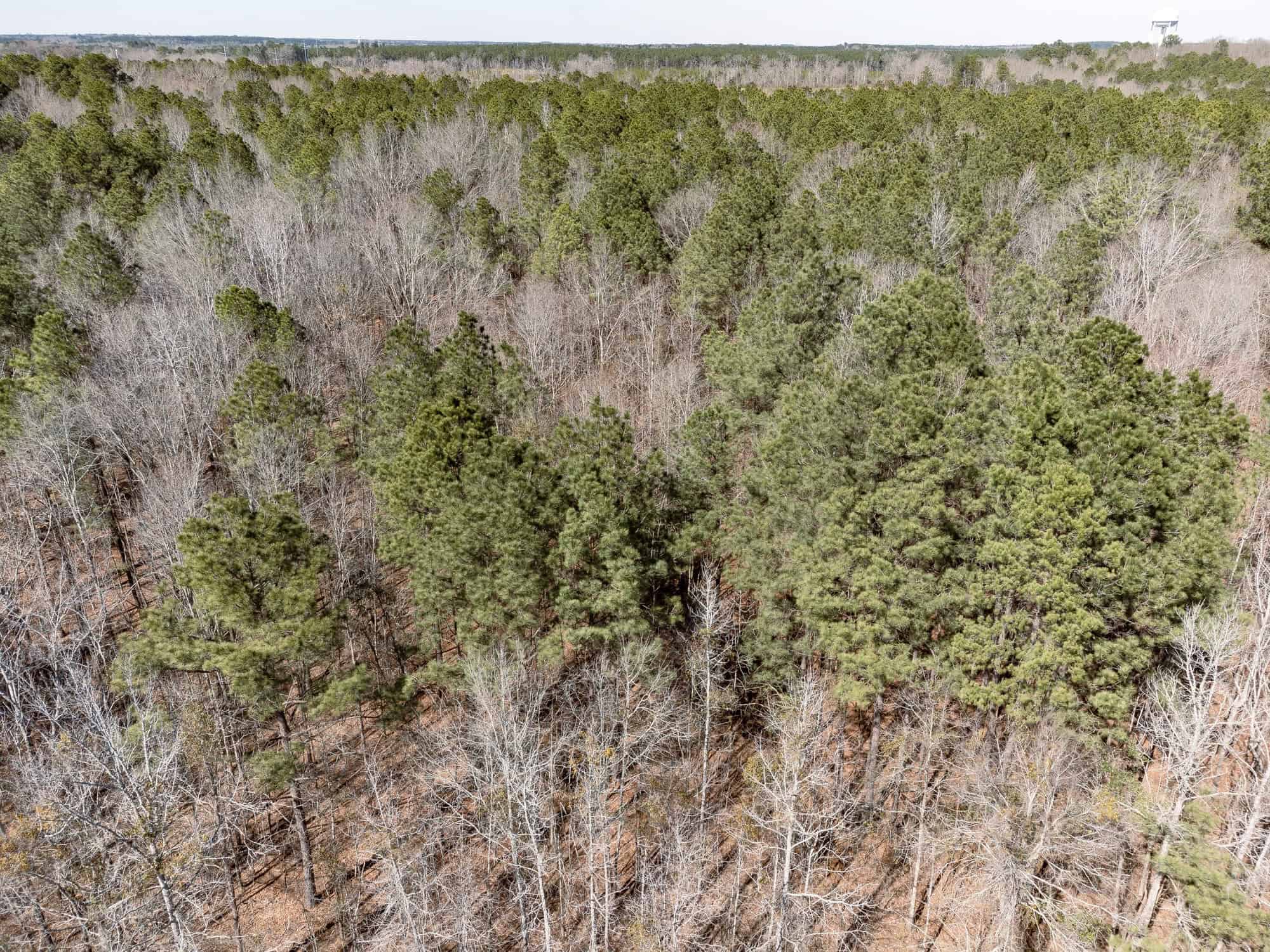 Woodville 45 – SW Lincoln Parish Timber Tract