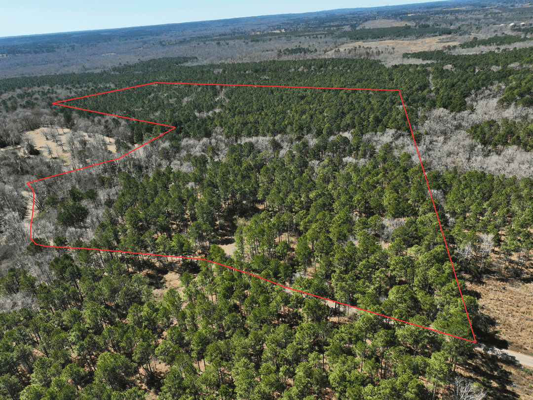 East Texas Land For Sale – Timber Investment & Hunting Property
