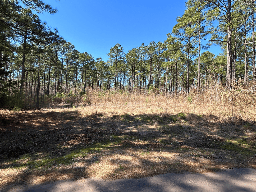 East Texas Timberland Investment & Hunting Tract