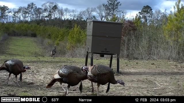 Affordable Hunting Property in Amite County