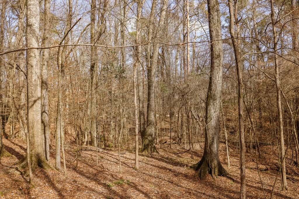 Land for Sale in Warren County, MS