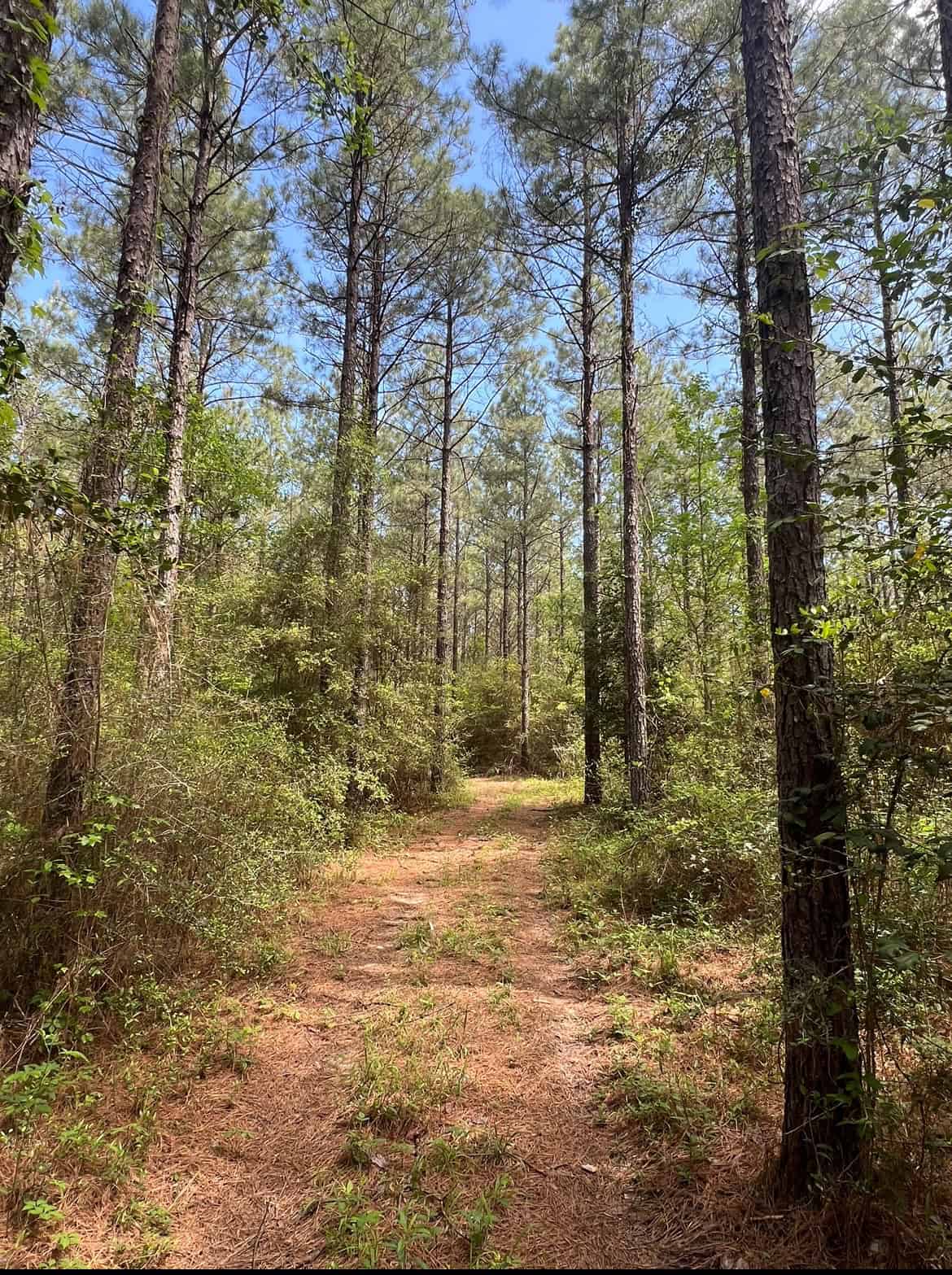 60 Acre Jackson Parish Timberland & Hunting Property