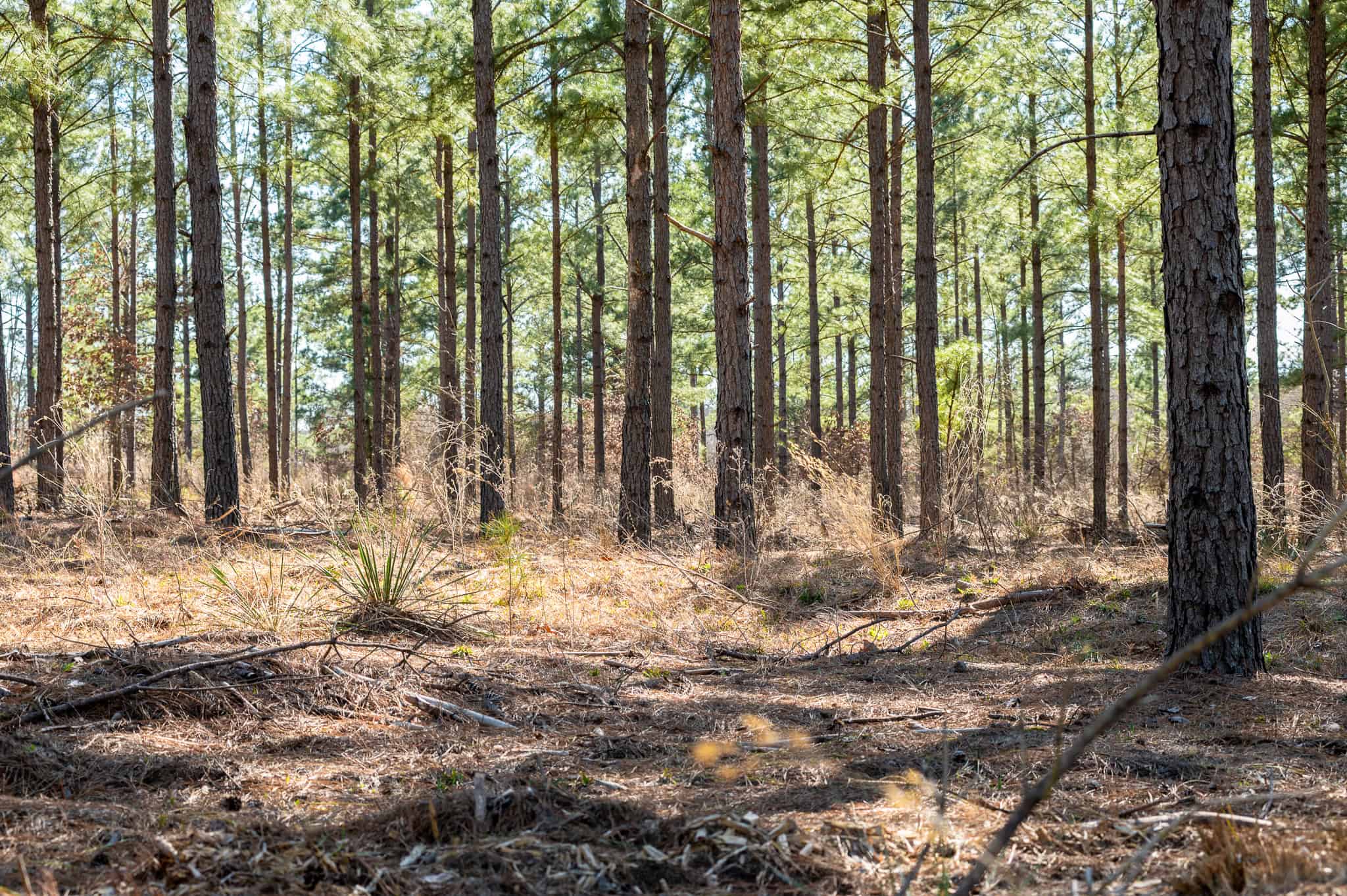 Premier East Texas Hunting & Timberland for Sale – 699 Acres in Ben Wheeler, TX