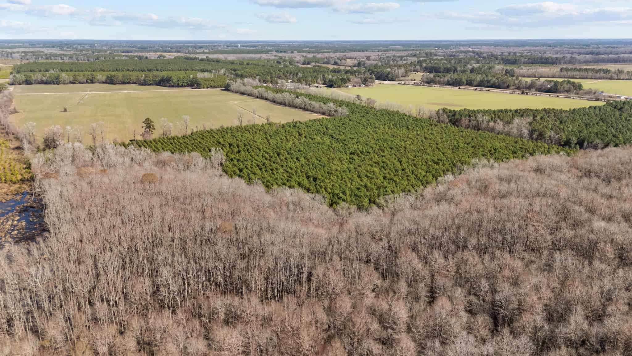 56 Acres of Hunting Property in Bertie County, NC