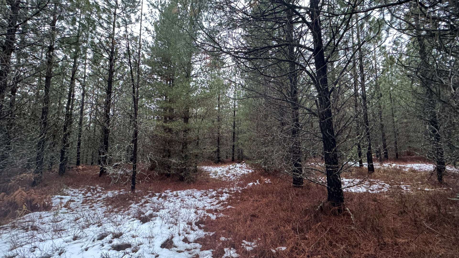 Land for Sale near Orofino in Clearwater County, Idaho