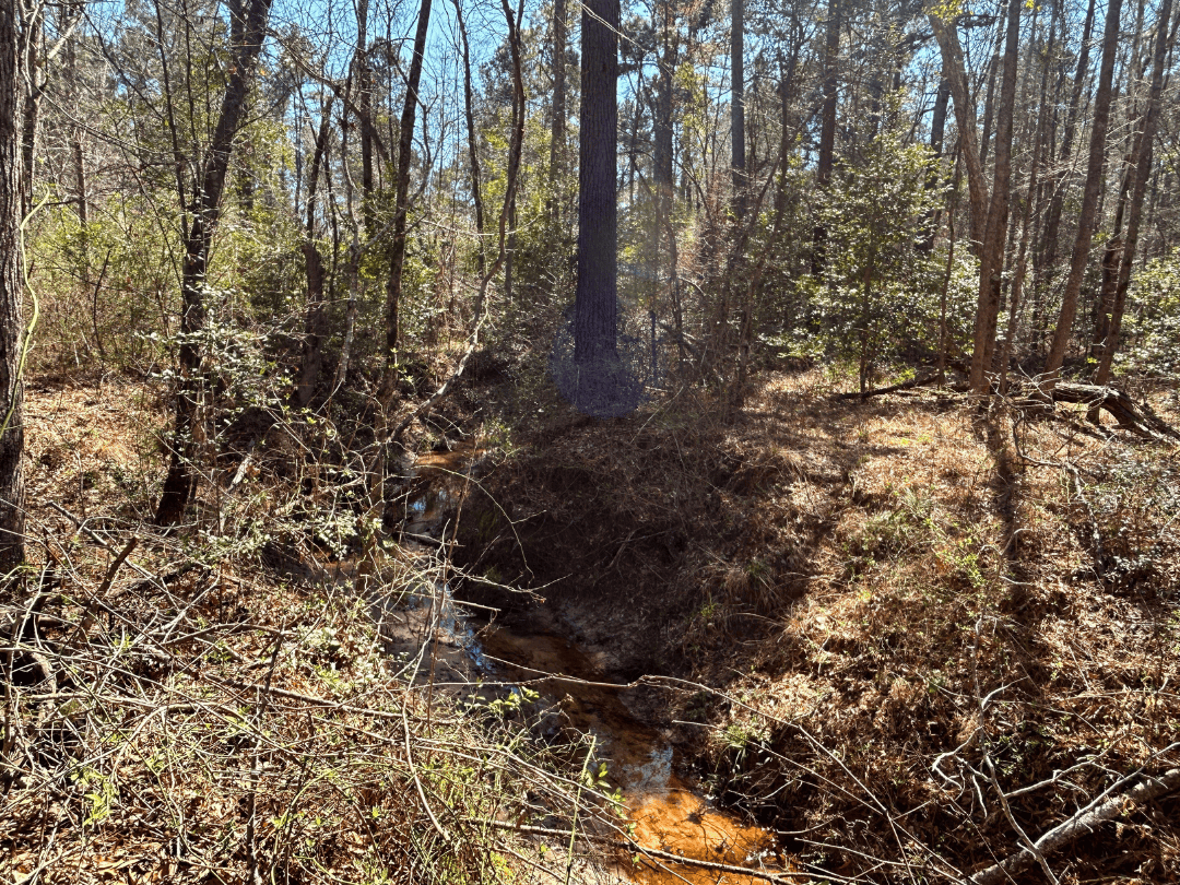 East Texas Land For Sale – Timber Investment & Hunting Property