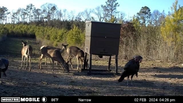 Affordable Hunting Property in Amite County