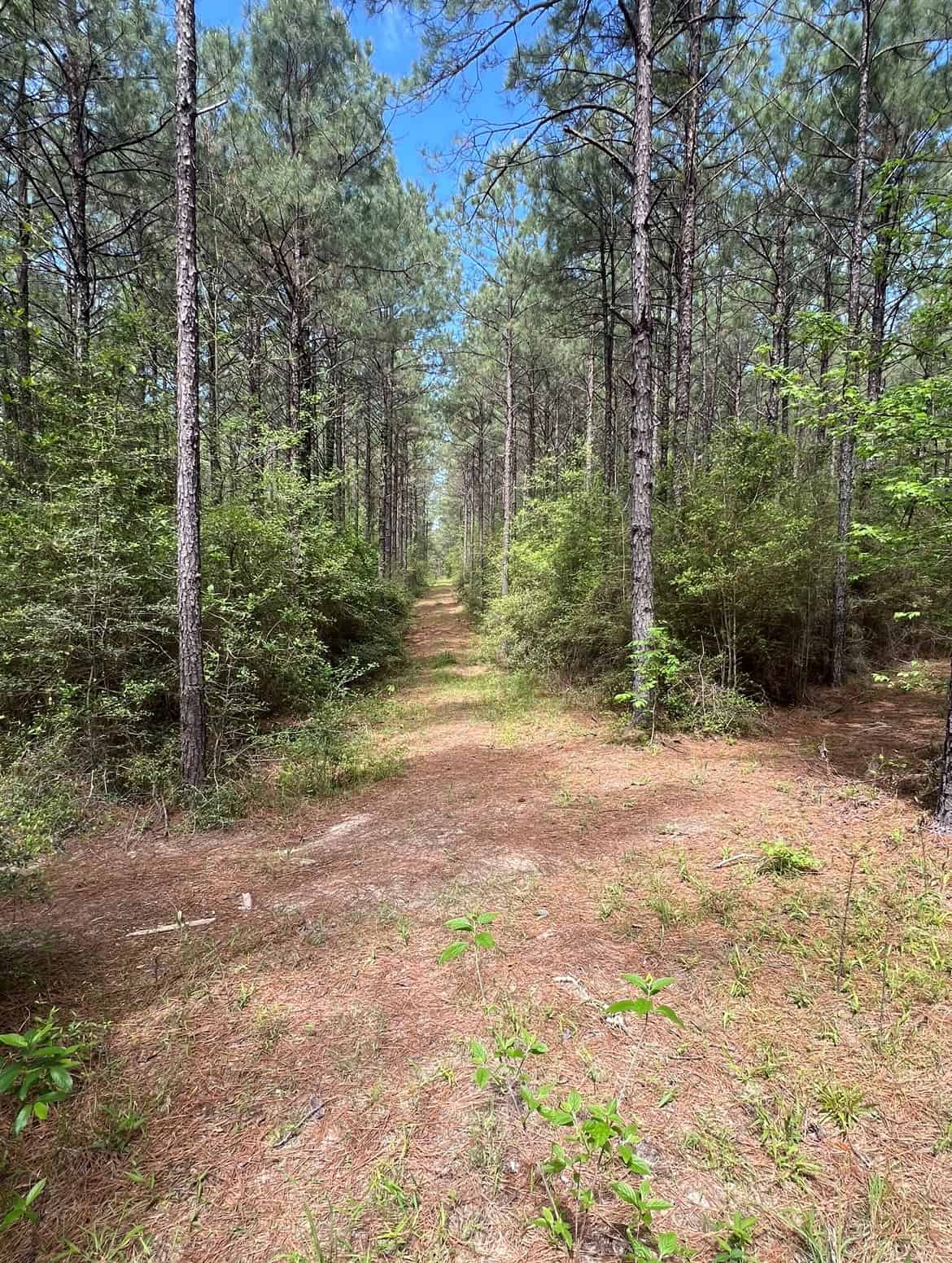 60 Acre Jackson Parish Timberland & Hunting Property