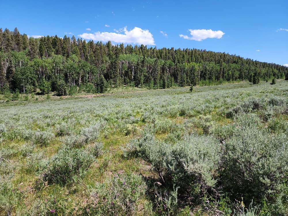 40 Acres in Powderhorn, CO