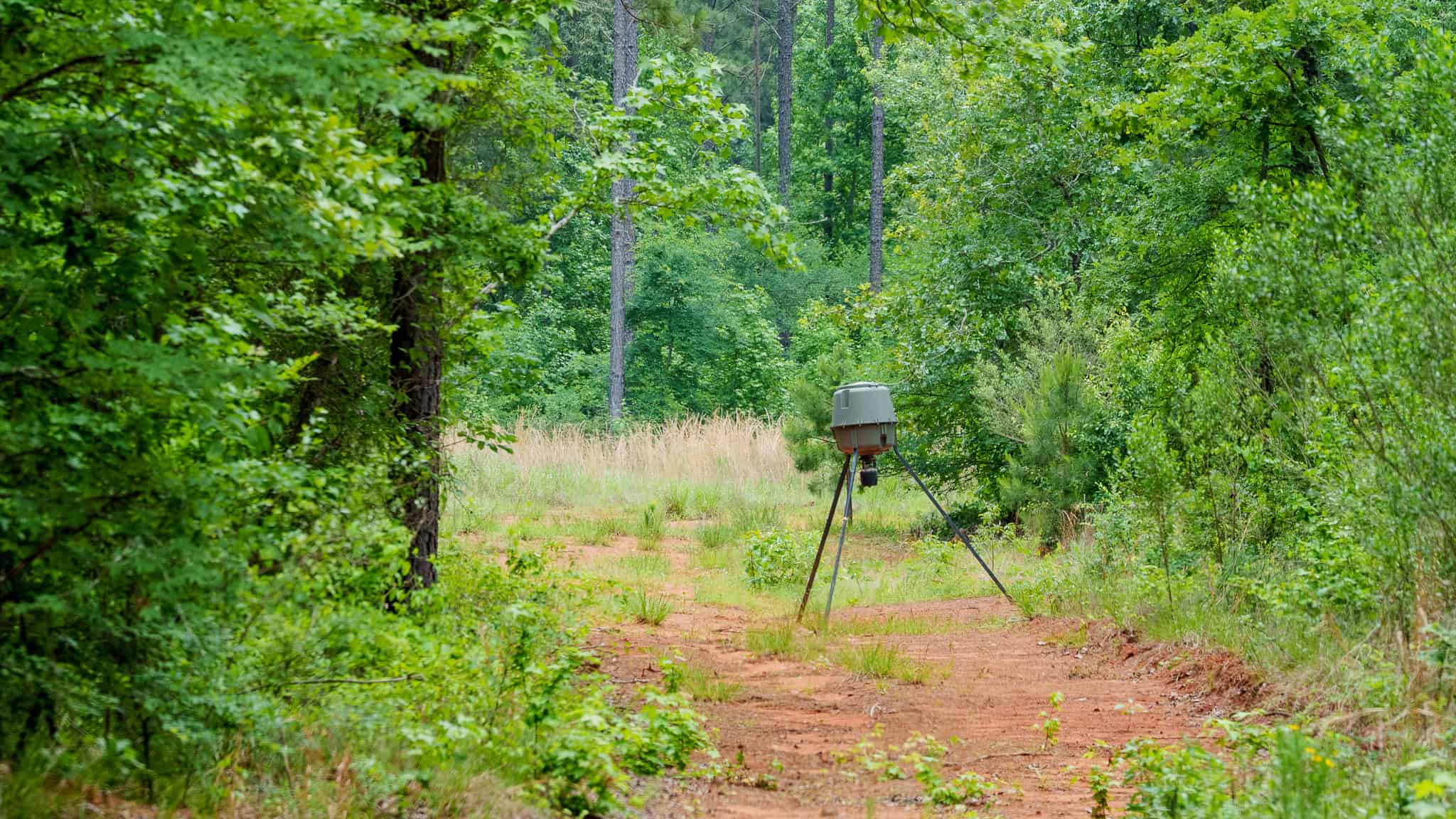 Premier East Texas Hunting & Timberland for Sale – 699 Acres in Ben Wheeler, TX