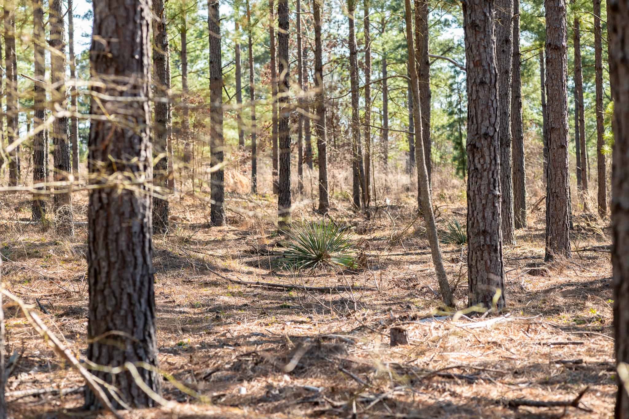 Premier East Texas Hunting & Timberland for Sale – 699 Acres in Ben Wheeler, TX