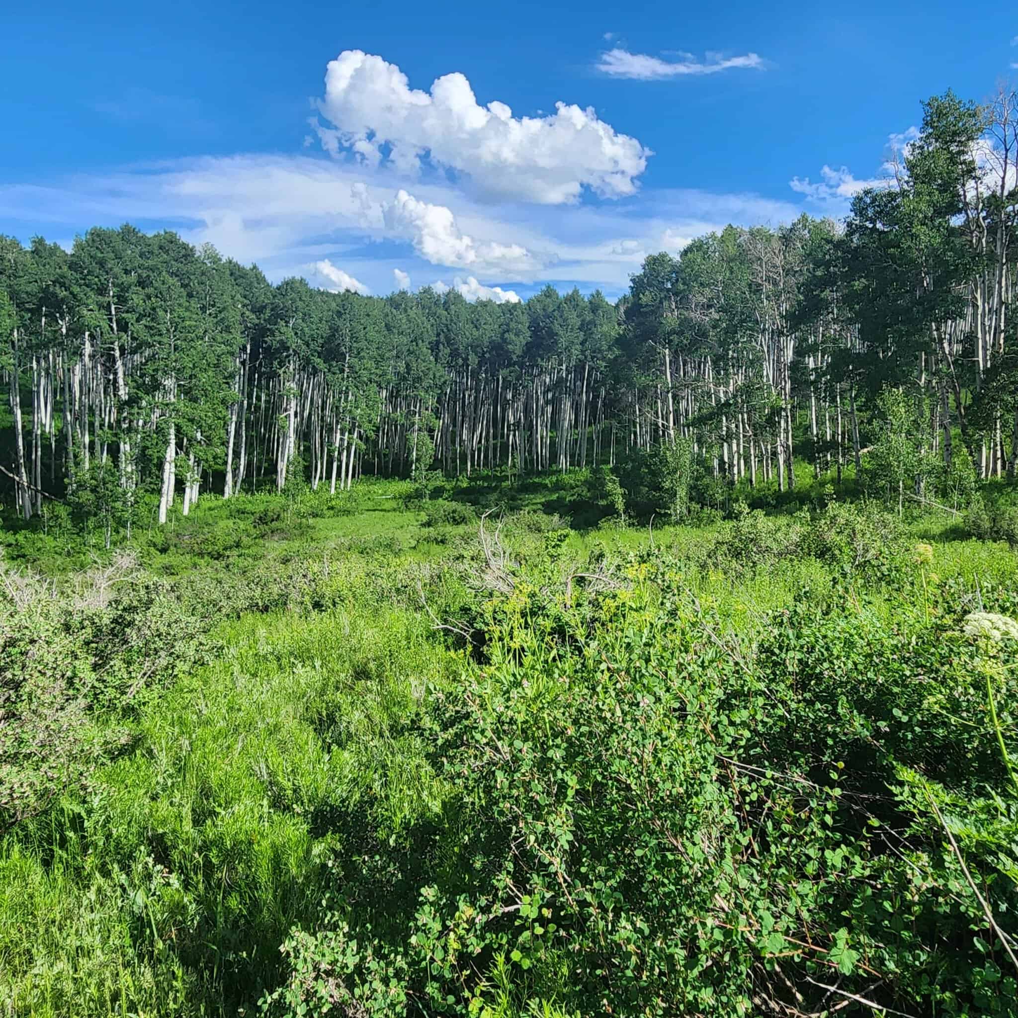 Colorado Hunting Property for Sale
