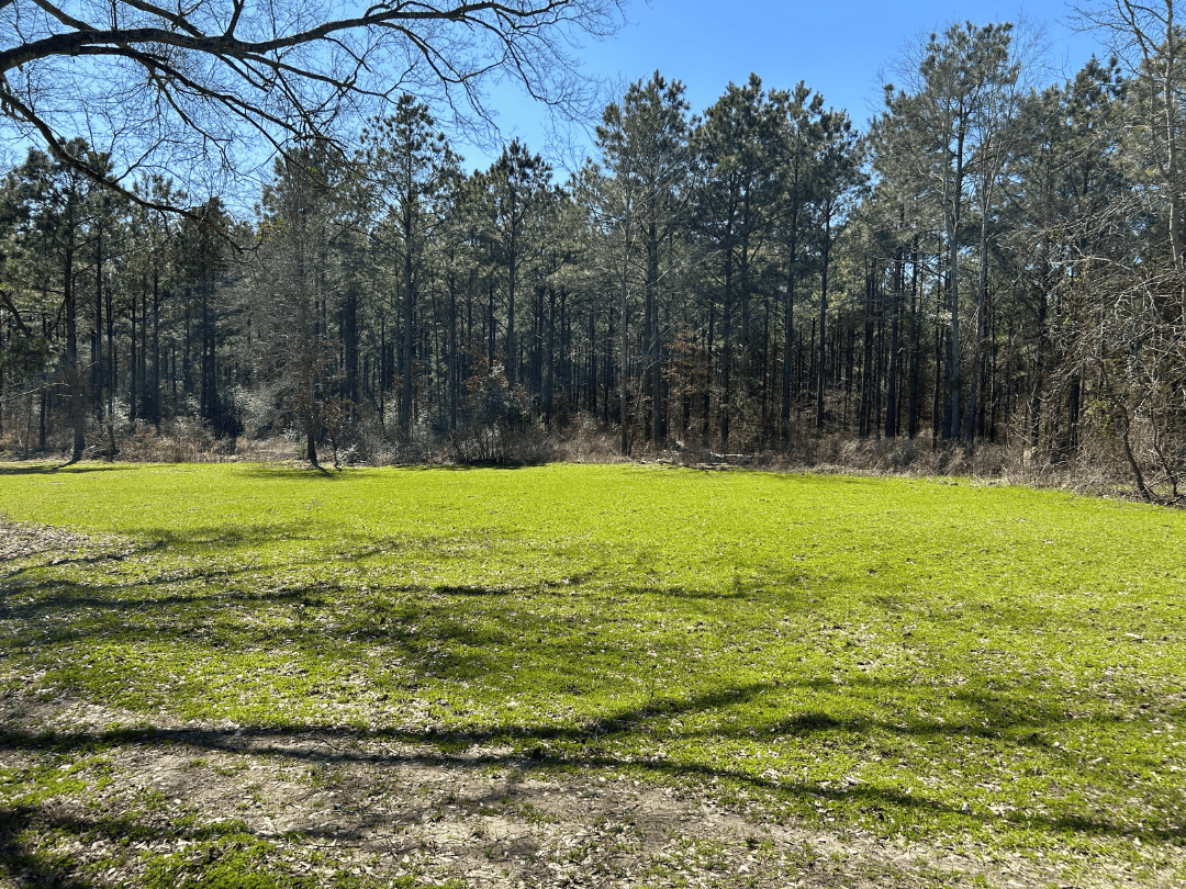 East Texas Timberland Investment & Hunting Tract