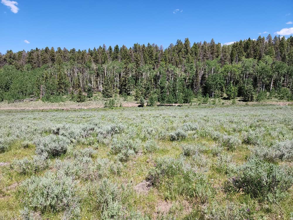 40 Acres in Powderhorn, CO