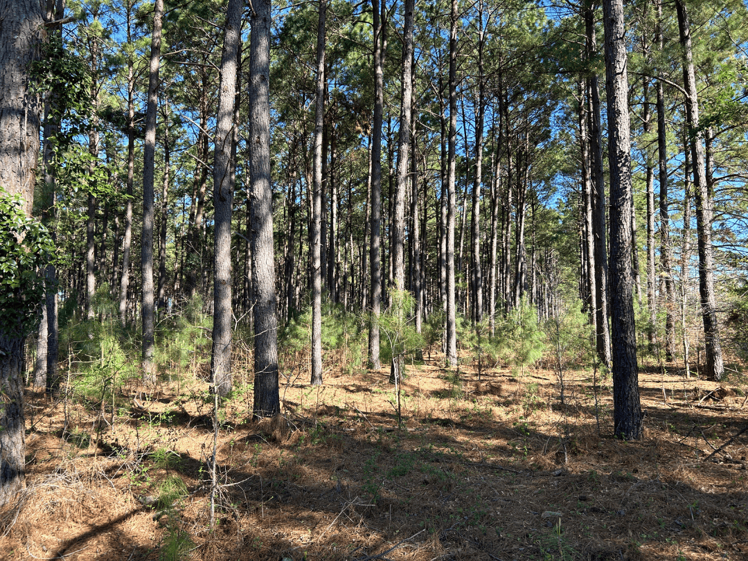 Hunting & Timber Investment Property for Sale in East Texas