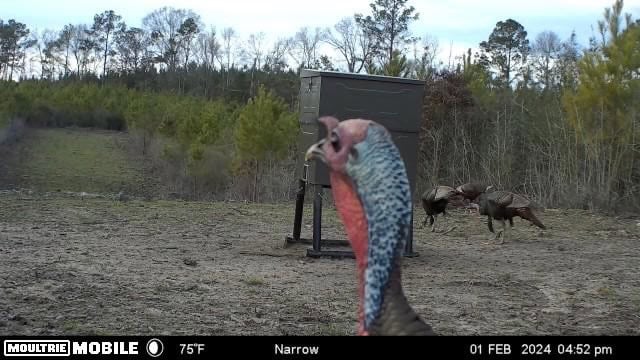 Affordable Hunting Property in Amite County