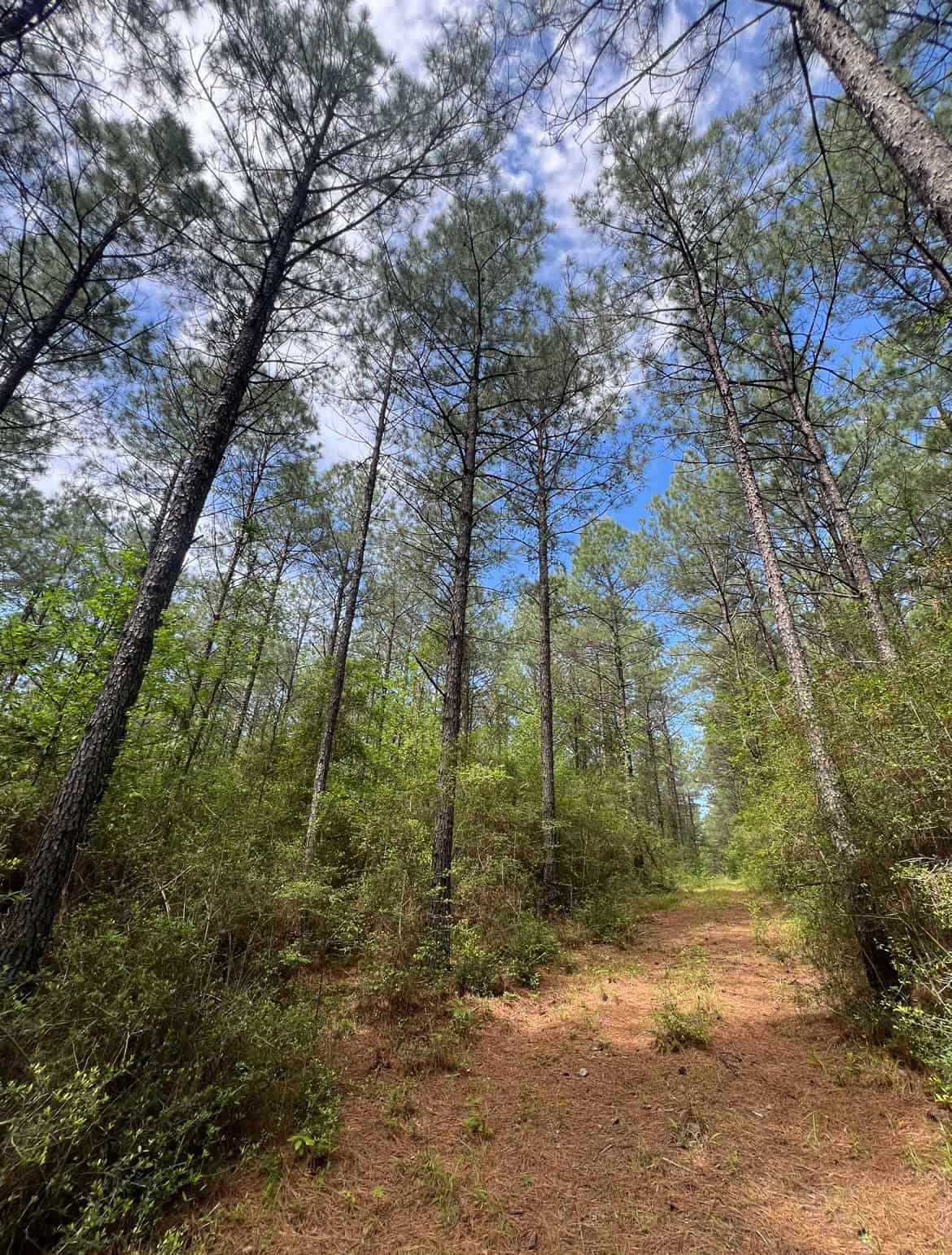 60 Acre Jackson Parish Timberland & Hunting Property