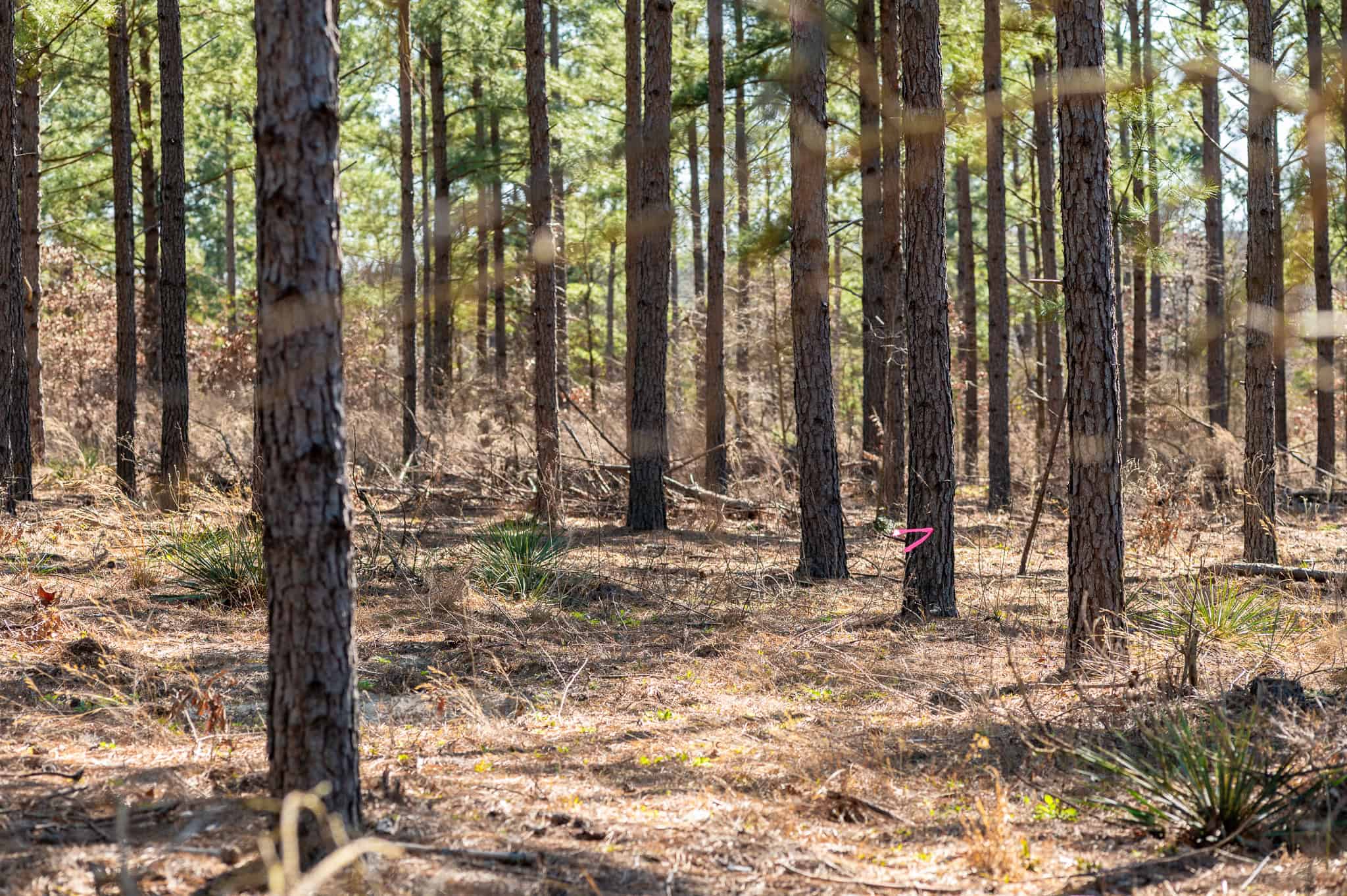 Premier East Texas Hunting & Timberland for Sale – 699 Acres in Ben Wheeler, TX