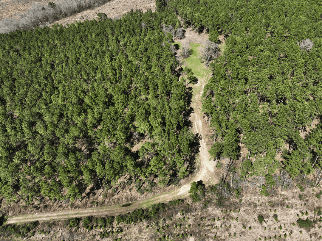 East Texas Timberland Investment & Hunting Tract