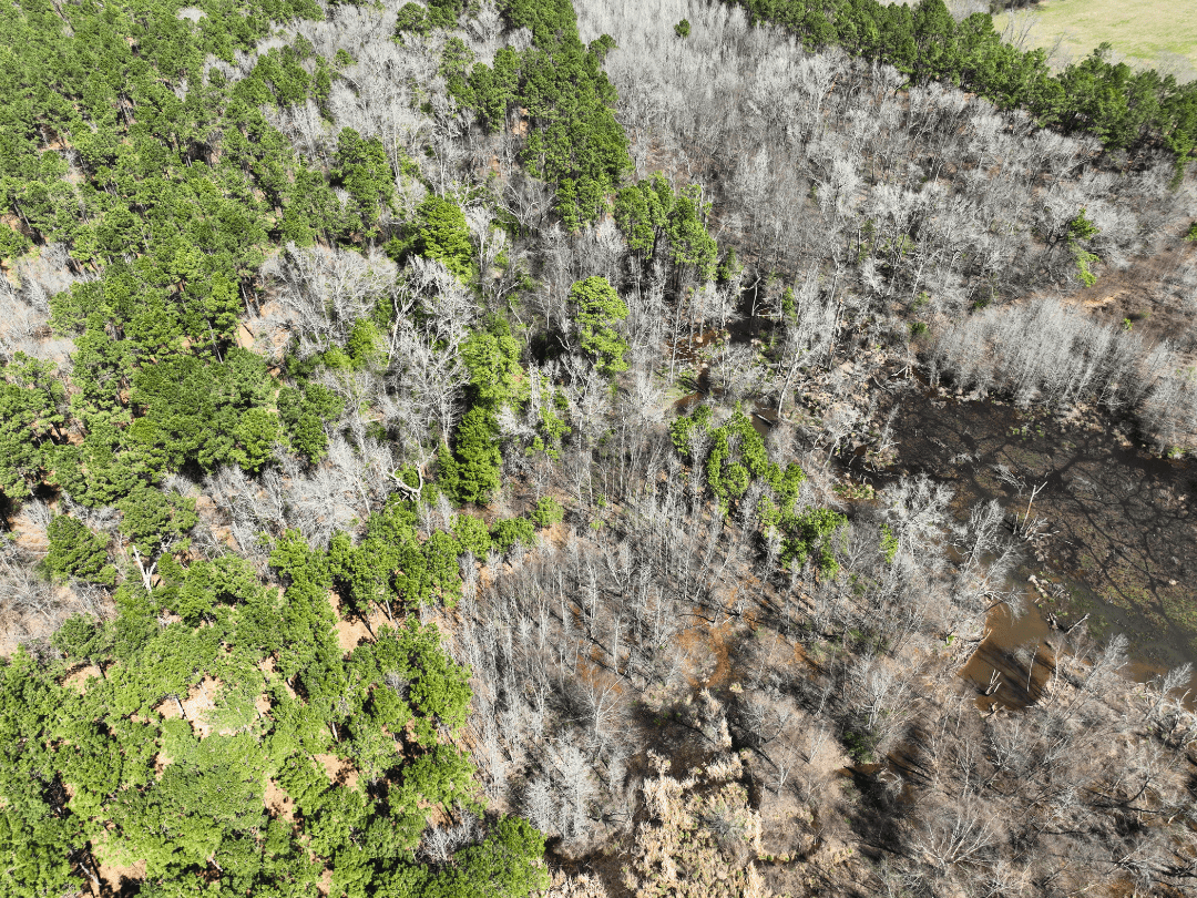 East Texas Timberland Investment & Hunting Tract