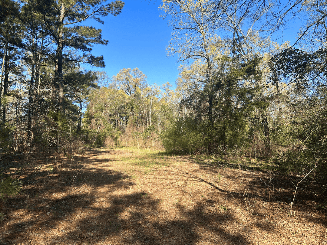 Hunting & Timber Investment Property for Sale in East Texas