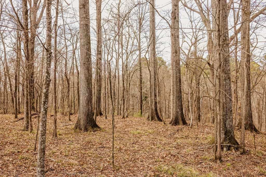 Land for Sale in Warren County, MS