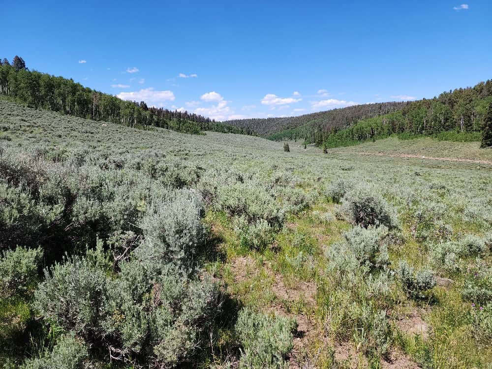 40 Acres in Powderhorn, CO