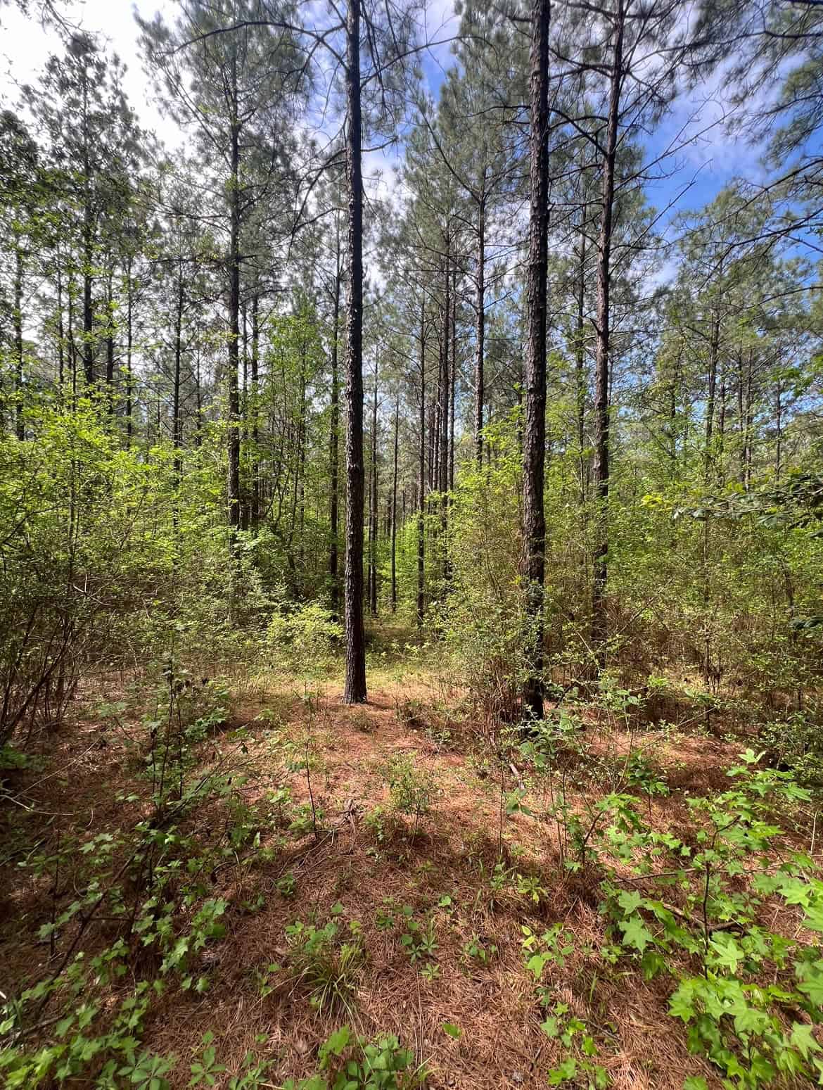 60 Acre Jackson Parish Timberland & Hunting Property
