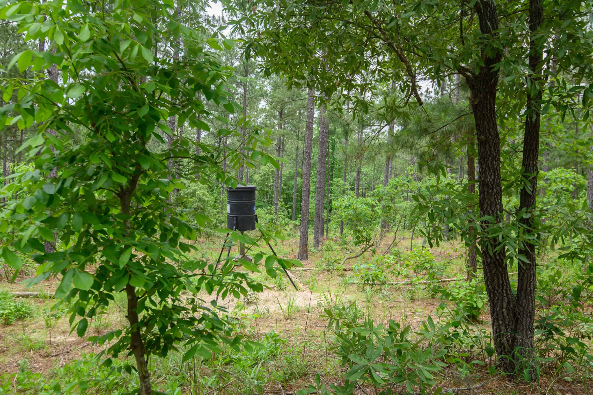 Premier East Texas Hunting & Timberland for Sale – 699 Acres in Ben Wheeler, TX